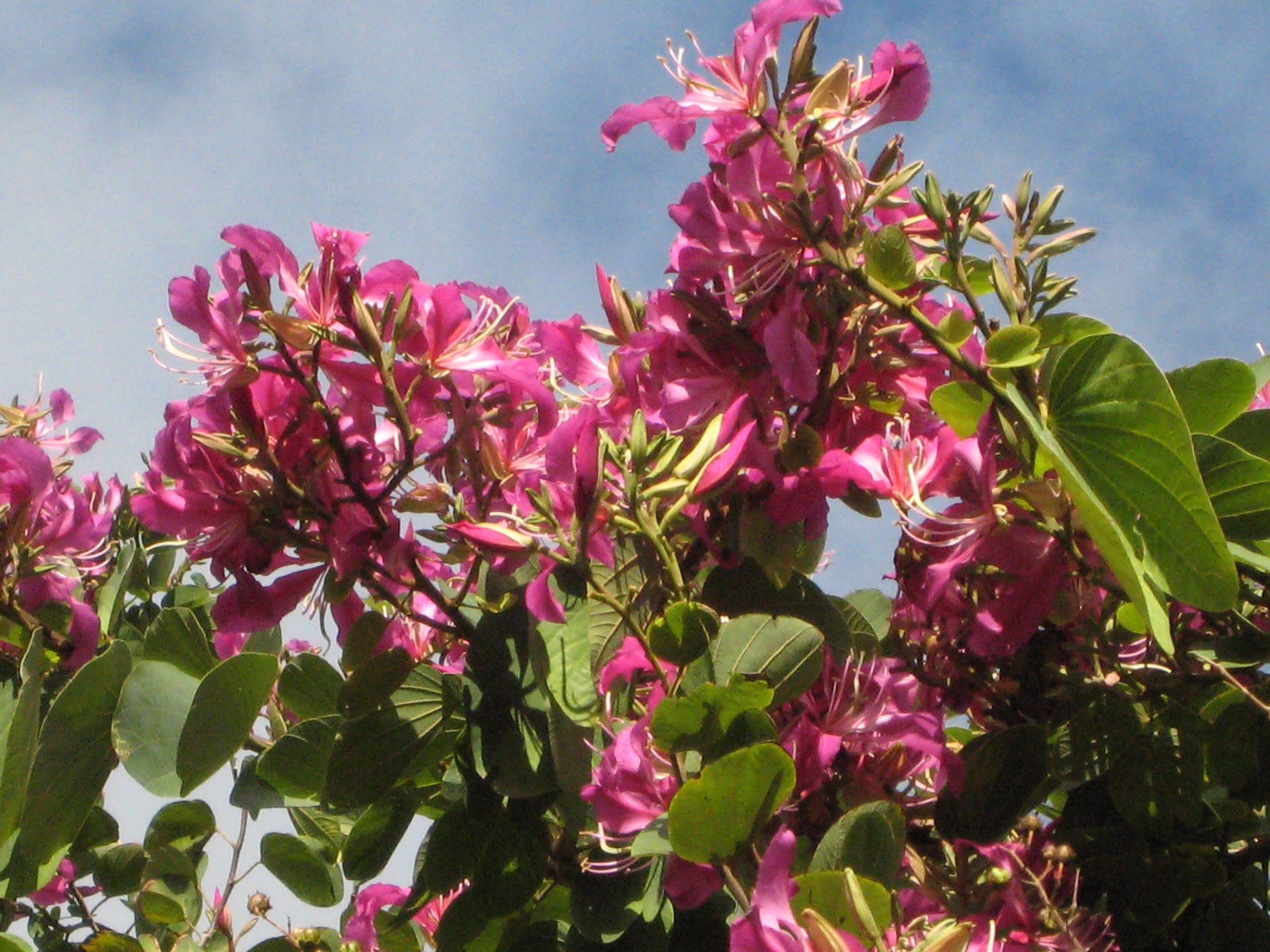Biểu tượng Bauhinia – Hoa lan Hồng Kông