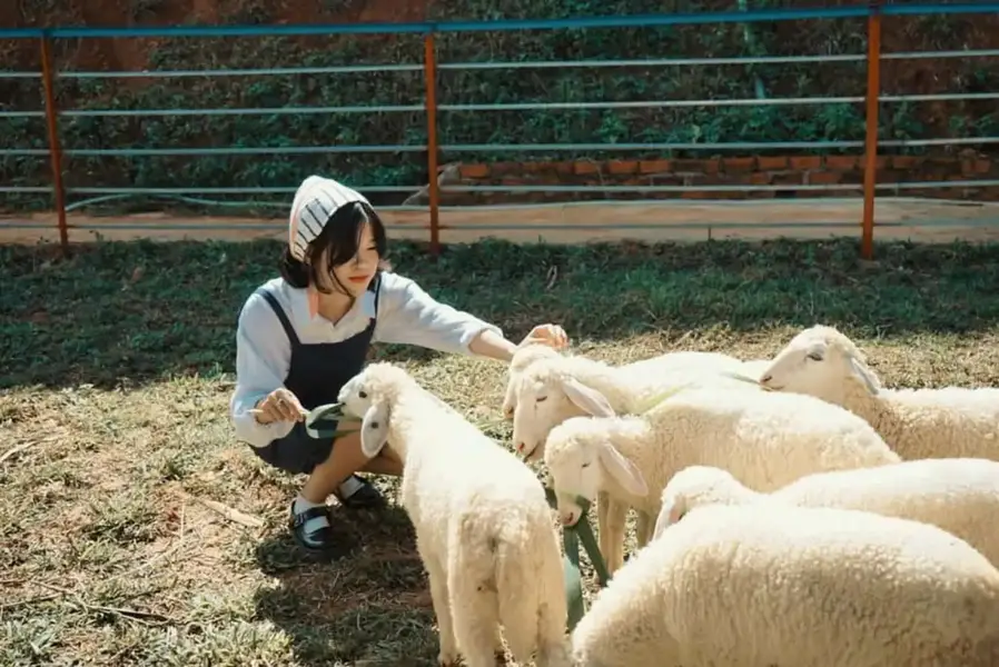 Trại cừu Yên Thành - Trời Âu giữa lòng Nghệ An