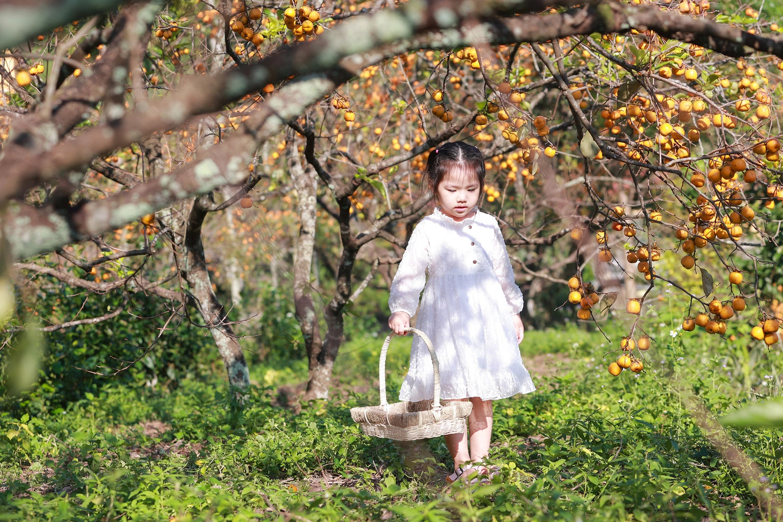 Mường Lống Kỳ Sơn: Cổng Trời Huyền Sỹ Giữa Lòng Nghệ An