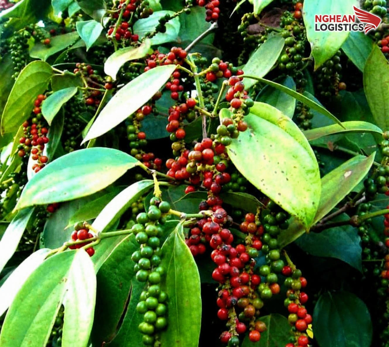 Gửi hạt tiêu Việt Nam sang Đức: Quy định và cách đóng gói an toàn Gửi hạt tiêu Việt Nam sang Đức: Quy định và cách đóng gói an toàn